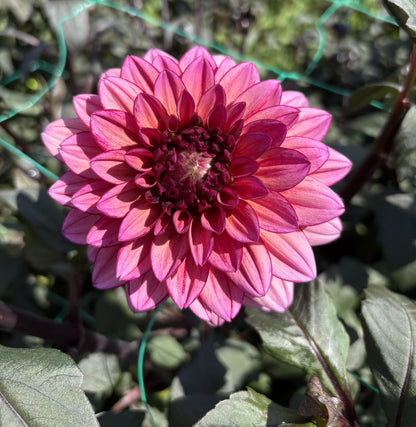 Molly Raven dahlia tuber