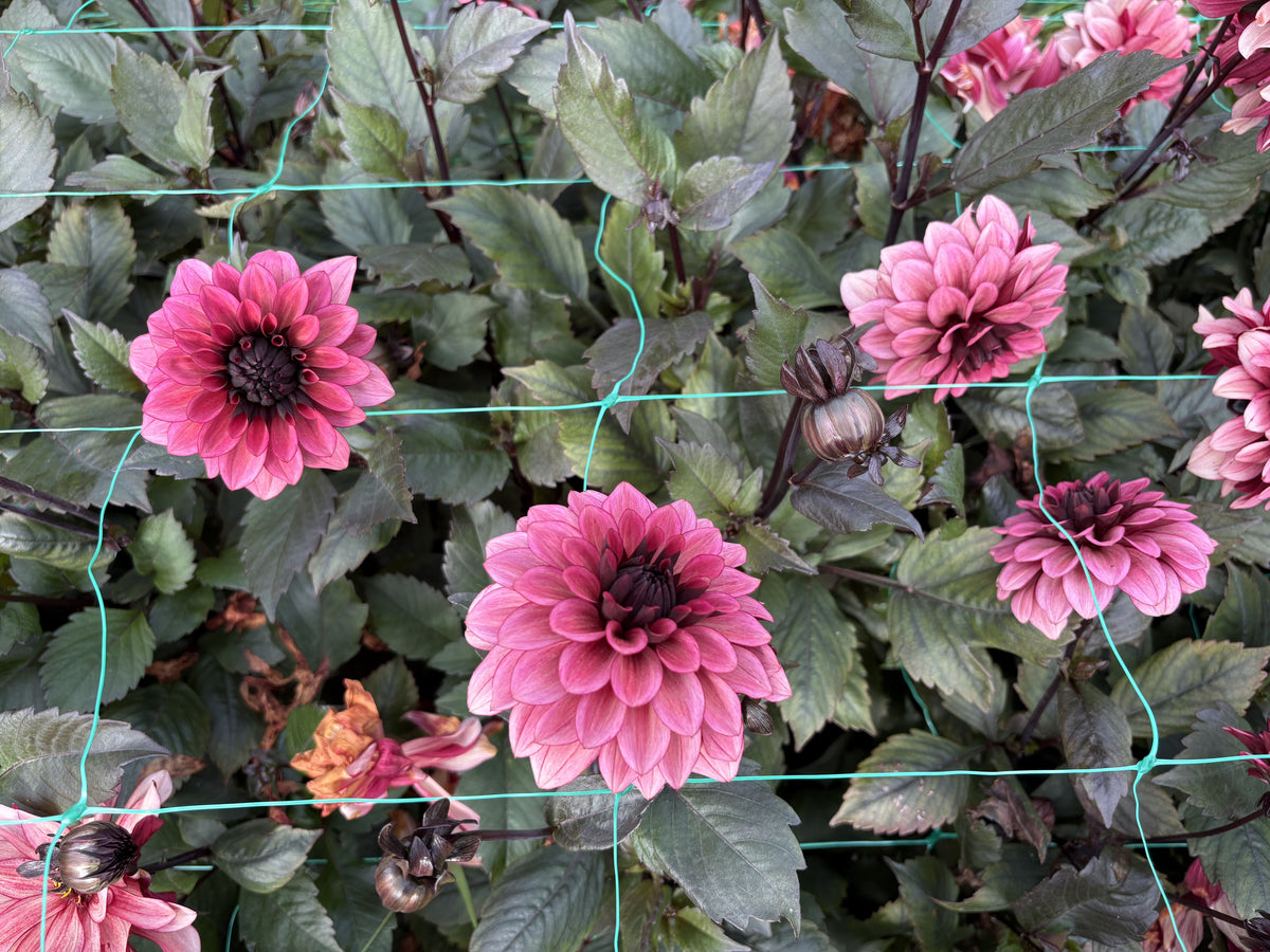 Night Silence dahlia tuber