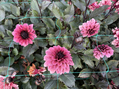 Night Silence dahlia tuber