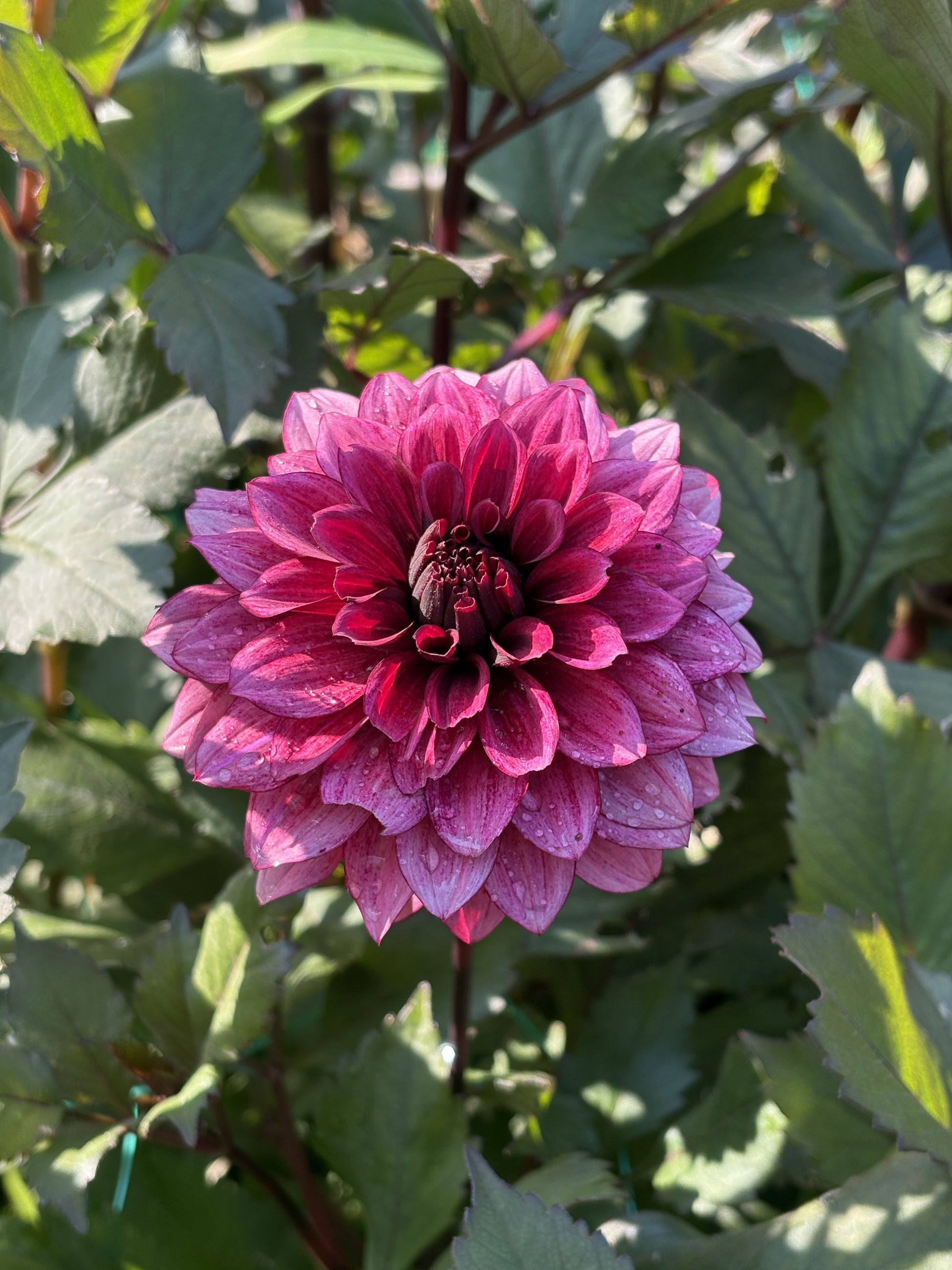 Night Silence dahlia tuber for sale
