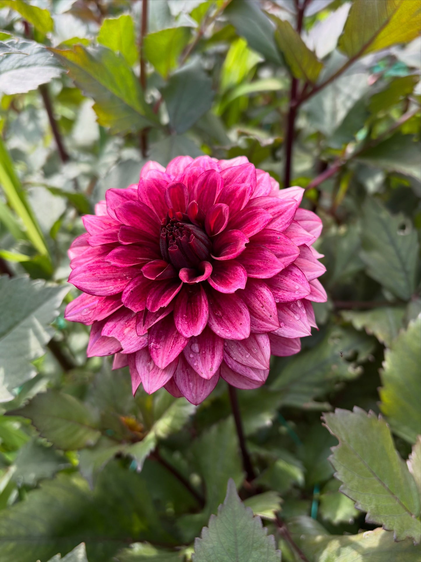 Night Silence dahlia tuber for sale