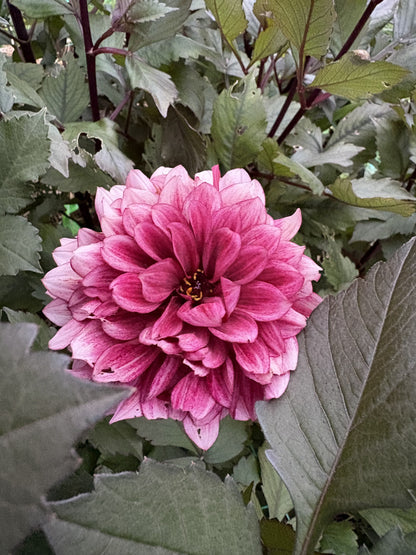 Night Silence dahlia tuber for sale