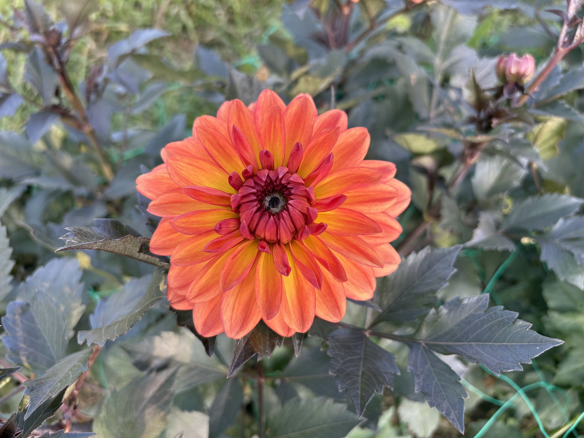 Orange Pekoe dahlia tuber for sale