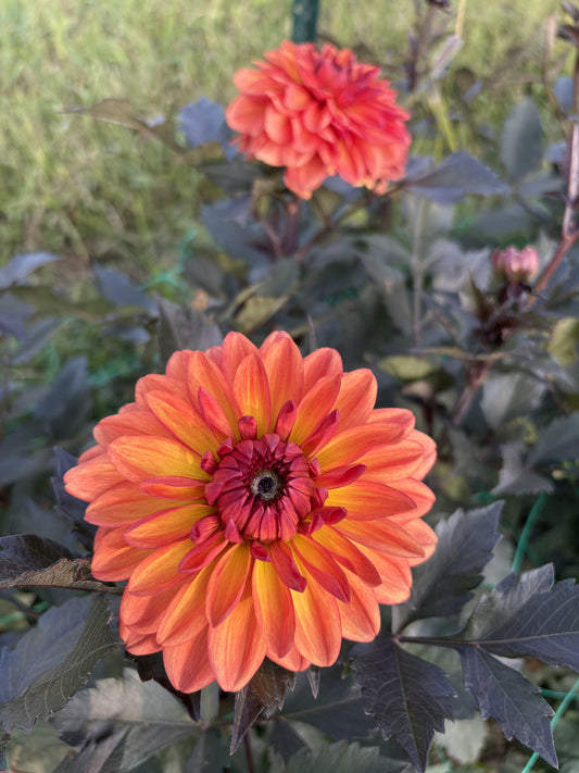 Orange Pekoe dahlia tuber for sale