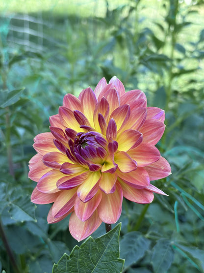 Pam Howden dahlia tuber for sale