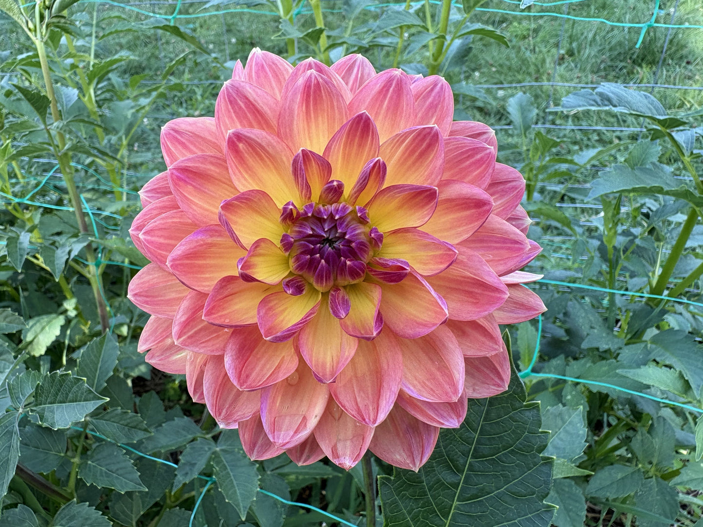 Pam Howden dahlia tuber for sale