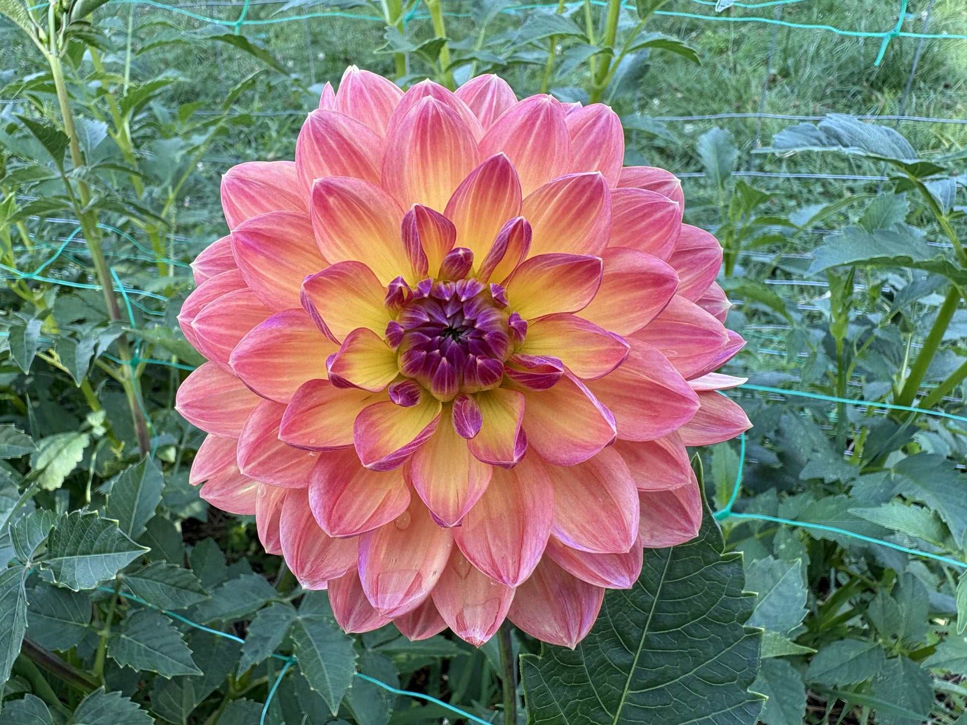 Pam Howden dahlia tuber for sale