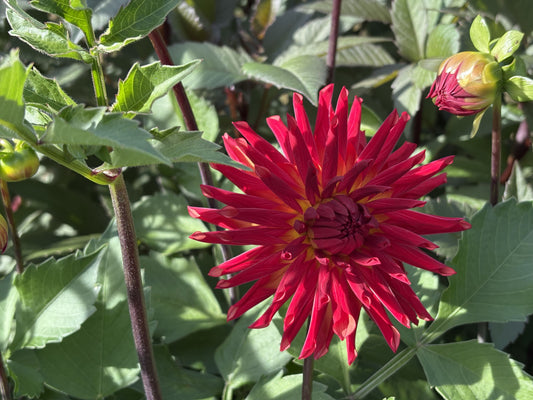 RXN Encore Dahlia Tuber