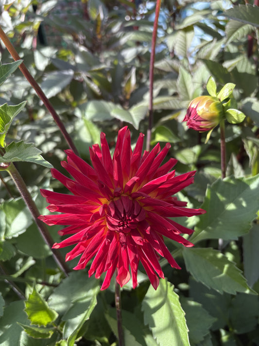 RXN Encore Dahlia Tuber