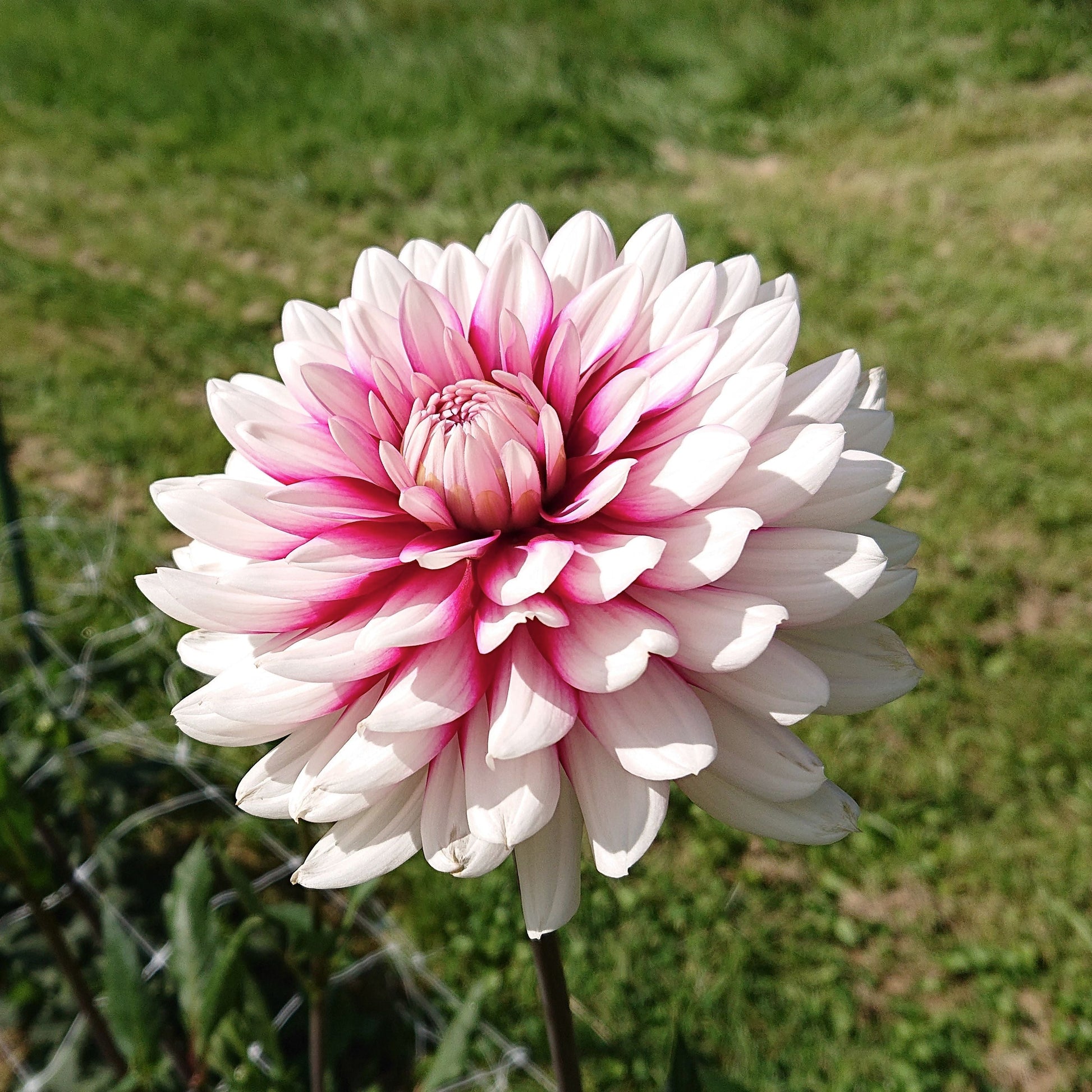 Dahlia Rebecca's World
