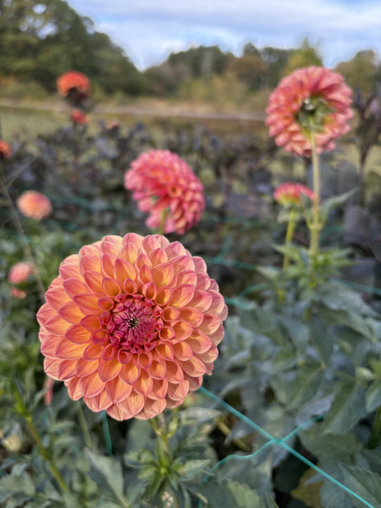 Robin Hood dahlia tuber for sale