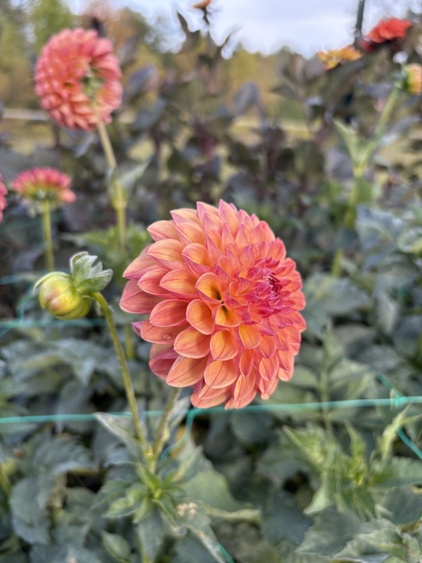 Robin Hood dahlia tuber for sale