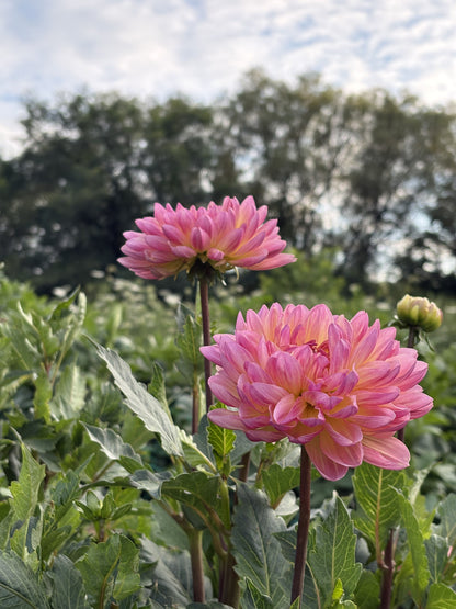 Sandia Bliss dahlia tuber