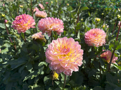Sandia Bliss dahlia tuber