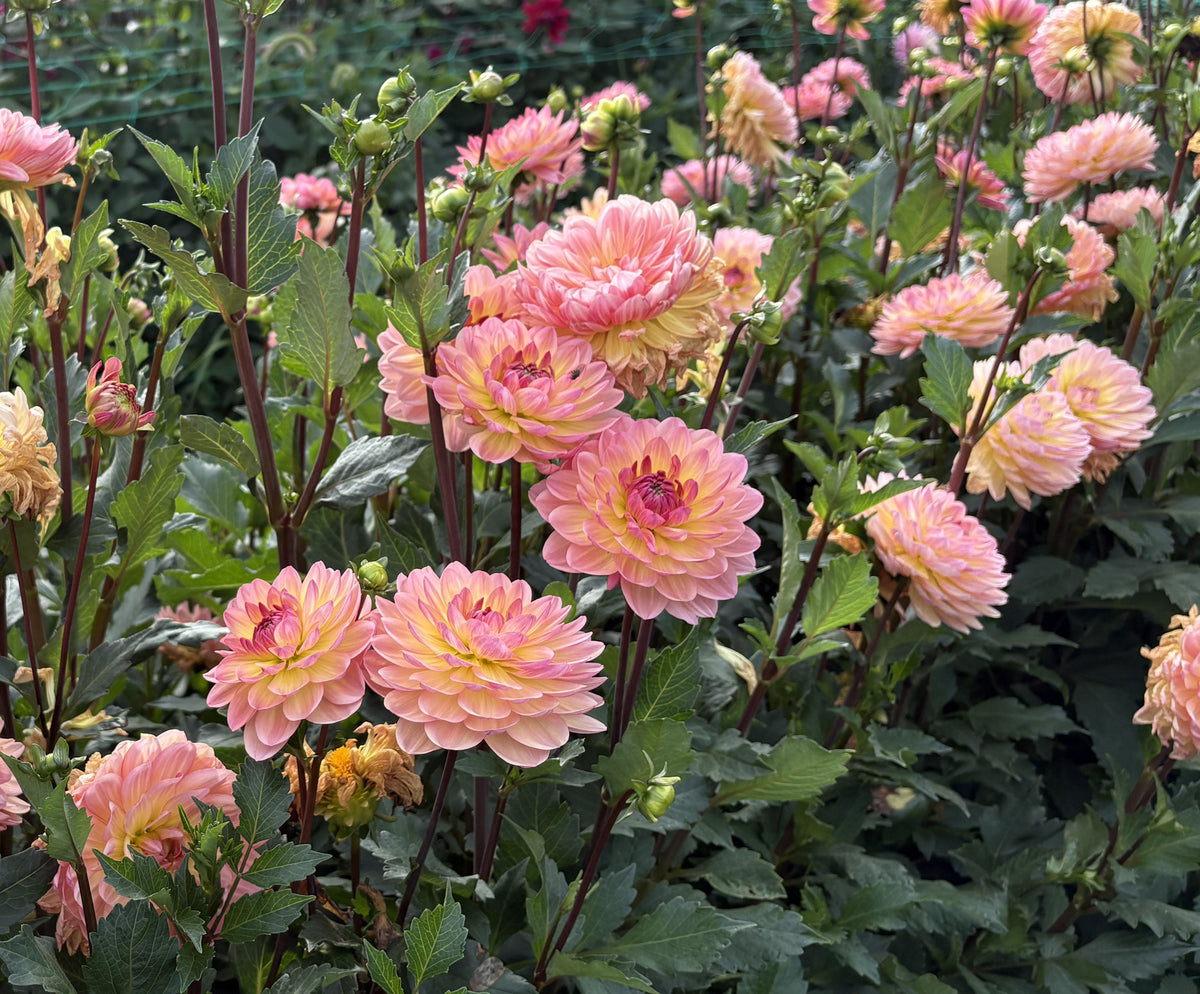 Sandia Bliss dahlia tuber