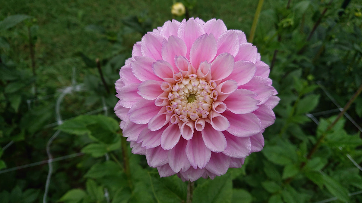 Sweet Love dahlia tuber for sale