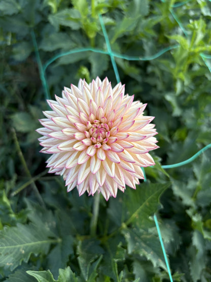 Valley Porcupine dahlia tuber for sale