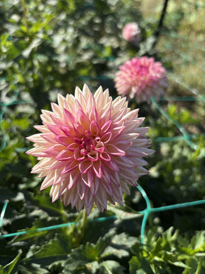 Valley Porcupine dahlia tuber for sale