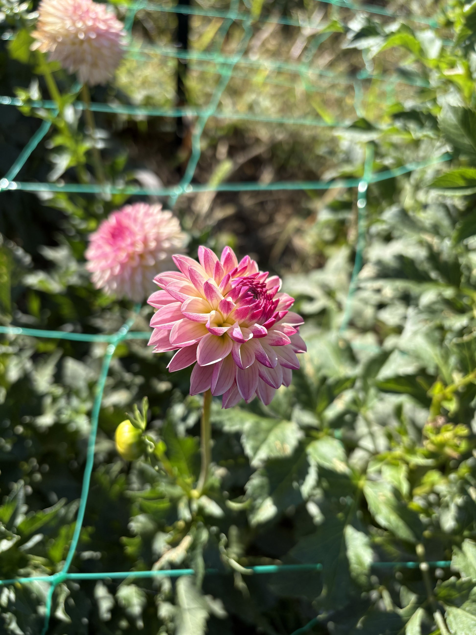 Valley Porcupine dahlia tuber for sale