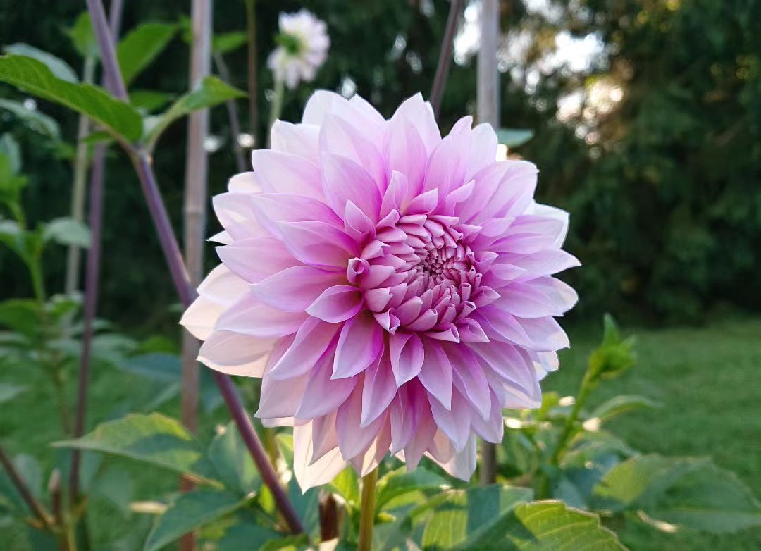 WB's Misbehavin' dahlia tuber for sale