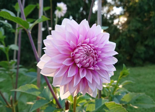 WB's Misbehavin' dahlia tuber for sale
