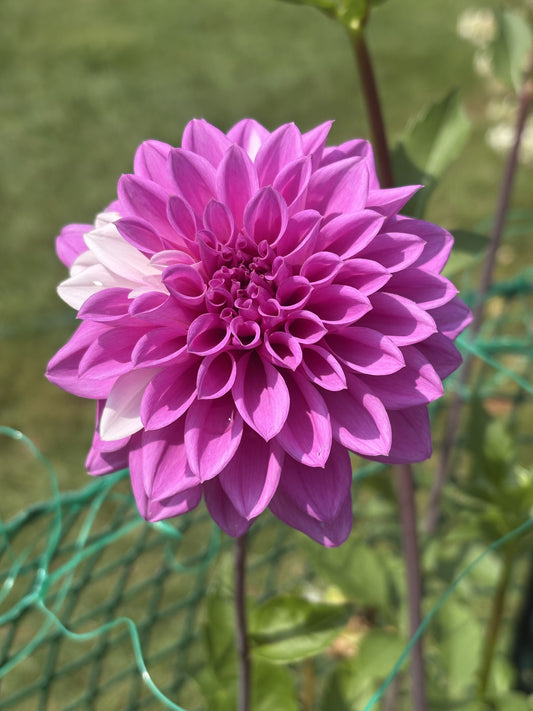WB's Misbehavin' dahlia tuber for sale